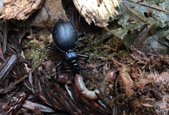 Scaphinotus cristatus