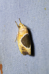 Hoplomorpha abalienella