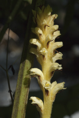 Orobanche flava