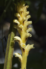 Orobanche flava