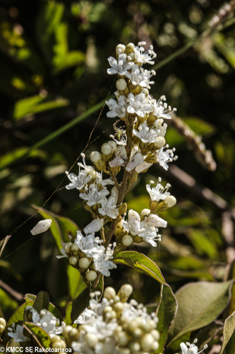 Metaporana parvifolia image