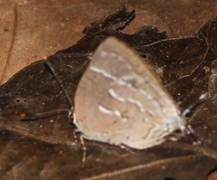 Celmia conoveria