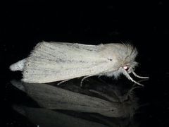 Bathytricha truncata