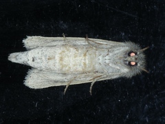 Bathytricha truncata