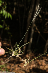 Daknopholis boivinii