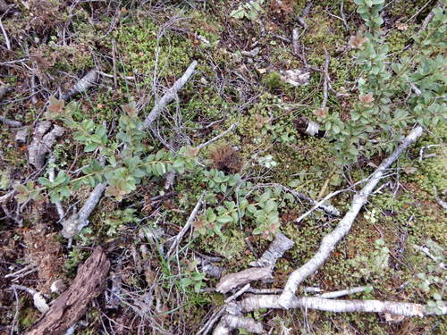 Travers horopito (Pseudowintera traversii)