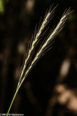 Daknopholis boivinii