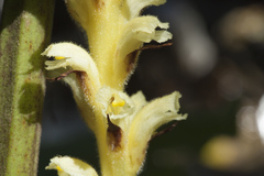 Orobanche flava