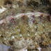 Hairy Chitons - Photo (c) Bernadette, some rights reserved (CC BY-NC), uploaded by Bernadette