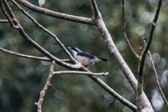 Pteruthius aeralatus