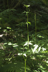 Rhizomatophora aegopodioides