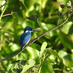 Alcedo coerulescens