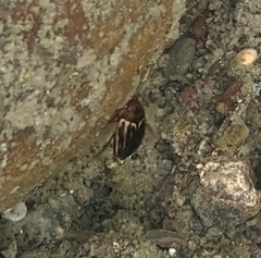 Agabus disintegratus