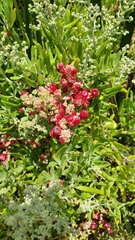 Chenopodium baccatum