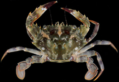 Charybdis hellerii