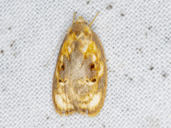 Eochrois sarcoxantha