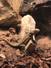 Uta stansburiana elegans