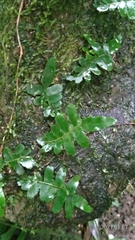 Arthropteris palisotii