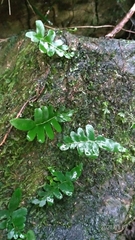 Arthropteris palisotii