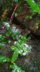 Arthropteris palisotii