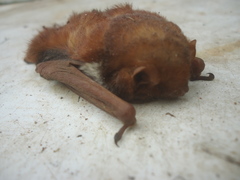 Lasiurus blossevillii