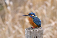 Alcedo atthis