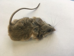 Peromyscus eremicus