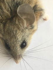 Peromyscus eremicus