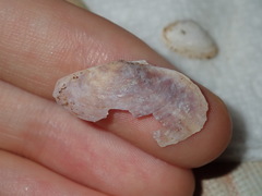 Psammobiidae