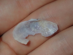 Psammobiidae