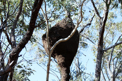 Nasutitermes walkeri