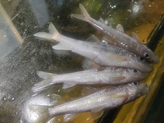 Hemibarbus maculatus