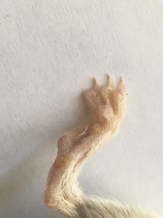 Chaetodipus penicillatus