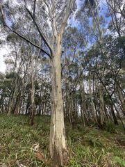 Eucalyptus pauciflora