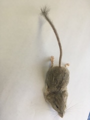 Chaetodipus penicillatus