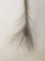 Chaetodipus penicillatus