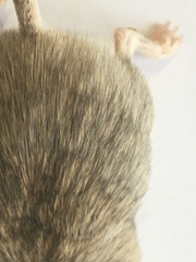 Chaetodipus penicillatus