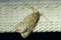 Euchaetis