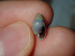 Ellobiidae