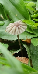 Marasmius