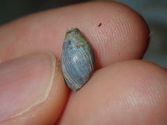 Ellobiidae