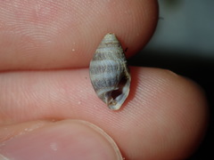 Ellobiidae