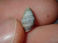 Ellobiidae
