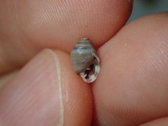 Ellobiidae