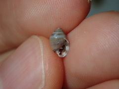 Ellobiidae