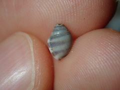 Ellobiidae