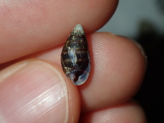 Ellobiidae