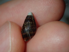 Ellobiidae