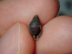Ellobiidae