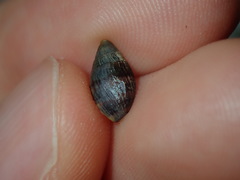 Ellobiidae